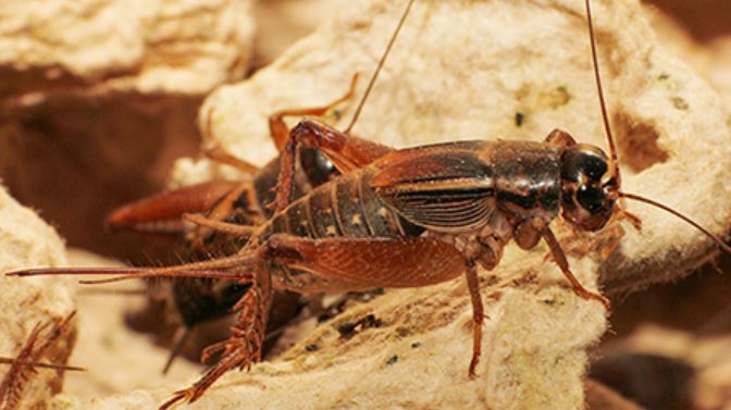 Researchers Discover New Edible Cricket Species in Kenya
