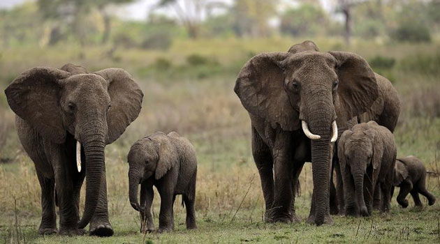 Botswana reports mysterious deaths of hundreds of elephants » Capital News