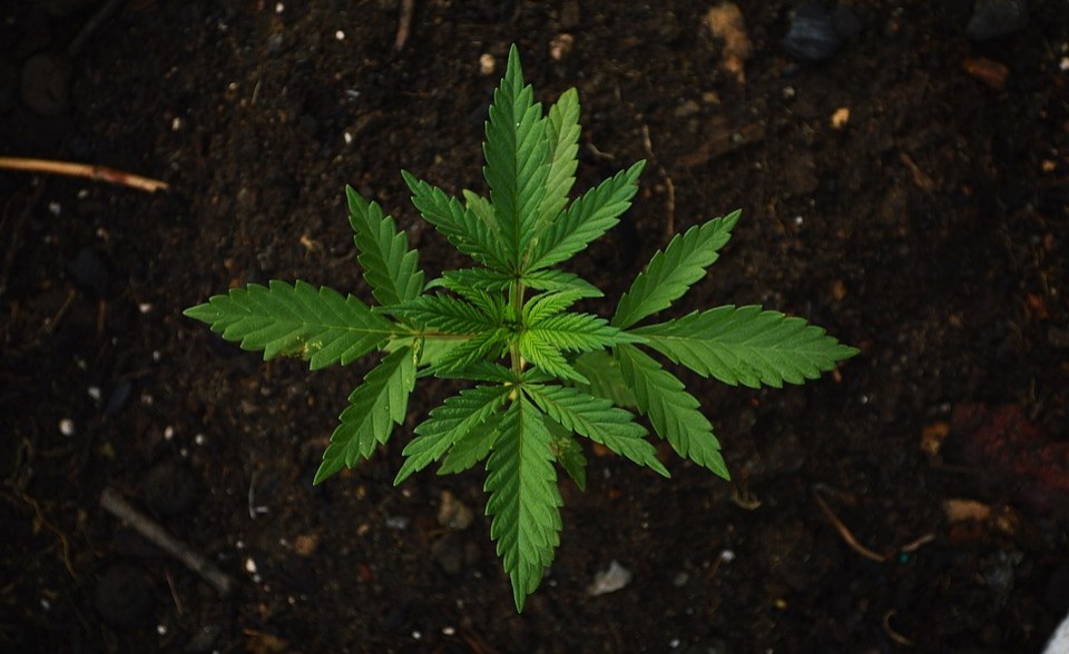 Kenya: Research Miraa, Marijuana Benefits to Human Health, PS Tells Scientists