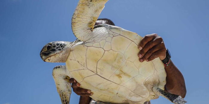 Meet Ex-Accountant Who Saves Turtles In Danger
