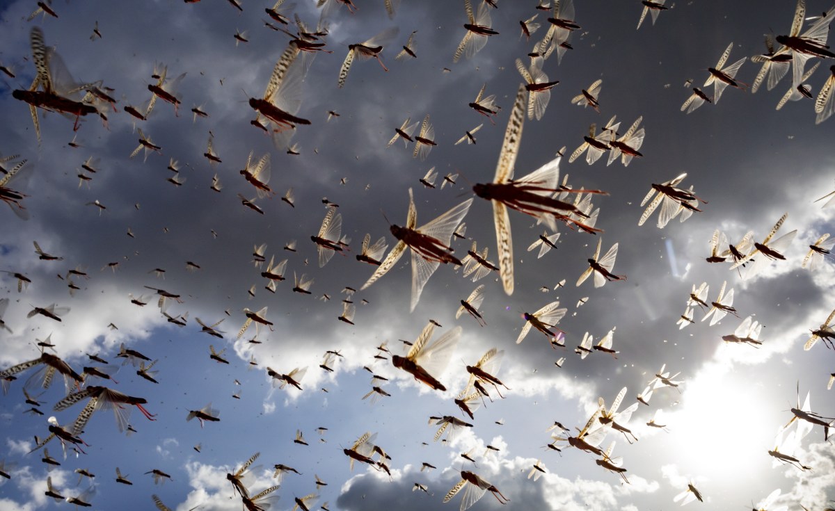 Kenya: World Bank to Fund Communities Affected By Locust Invasion