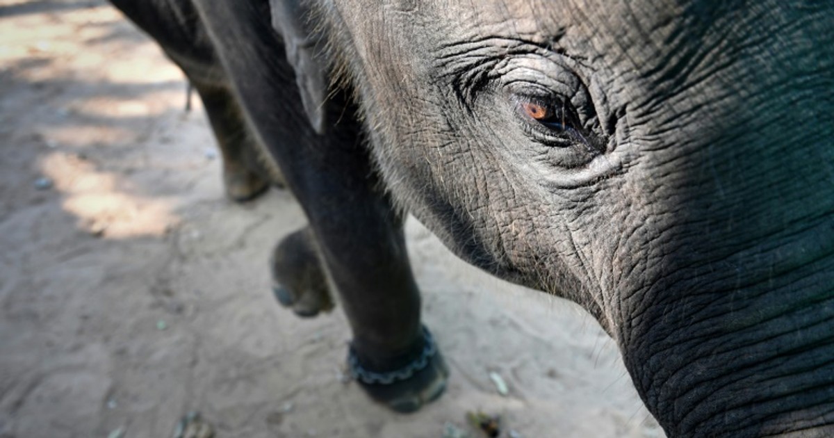 Video shows abusive taming of baby elephant for Thai tourism [ARTICLE]