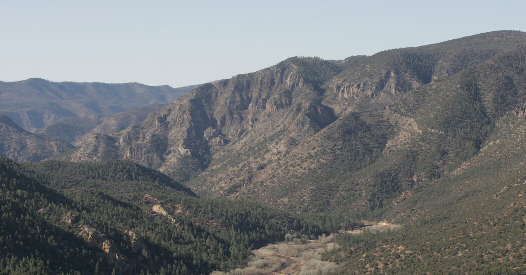 Plan to Remove Feral Cattle From National Forest in New Mexico Raises Concerns