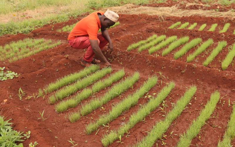 Stung by drought, Isiolo pastoralists try hand in irrigation