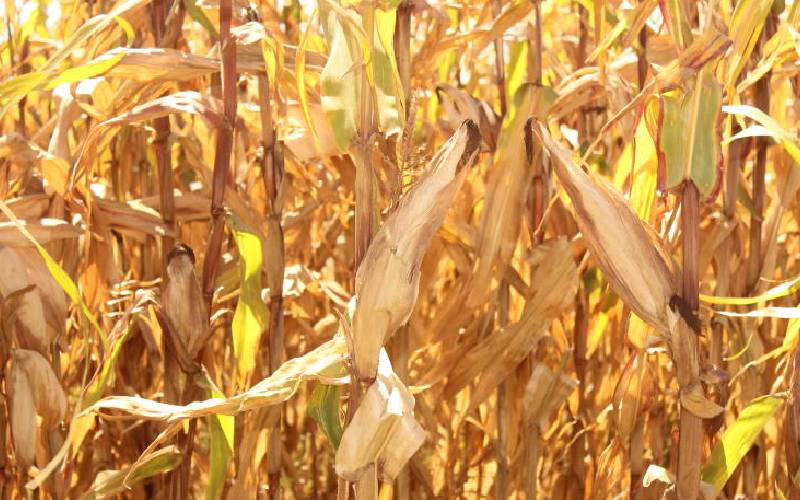 Over 40,000 farmers to benefit from Sh2b Danish funded project