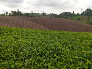 Tea Director lauds government for setting prices at Mombasa auction – Kenya News Agency