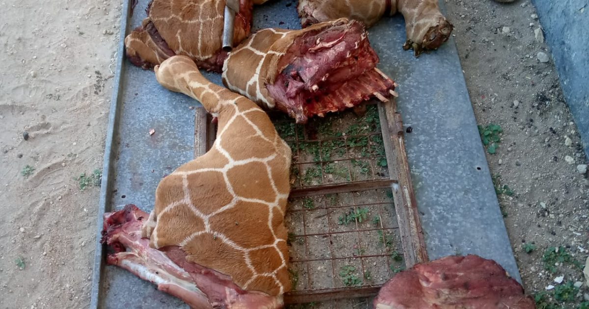 Poachers nabbed with giraffe meat