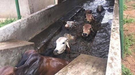 Cattle dip