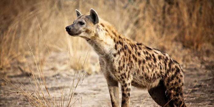 Girl Mauled by Hyena on Mombasa Road Seeks Compensation from KWS