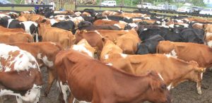 Migori launches 6th phase of cattle-upgrade programme – Kenya News Agency
