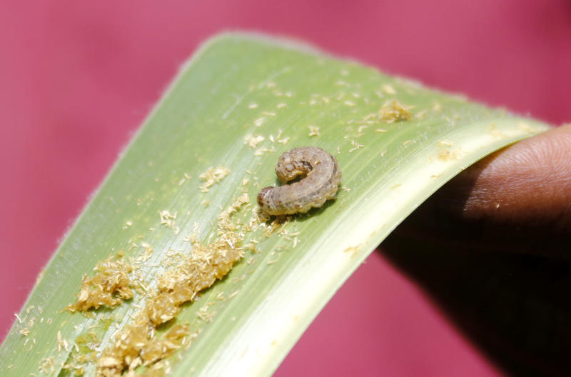 Armyworms wreak havoc in 33 counties