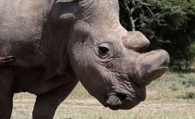 Kenya: Biotech Saves White Rhinos From Extinction