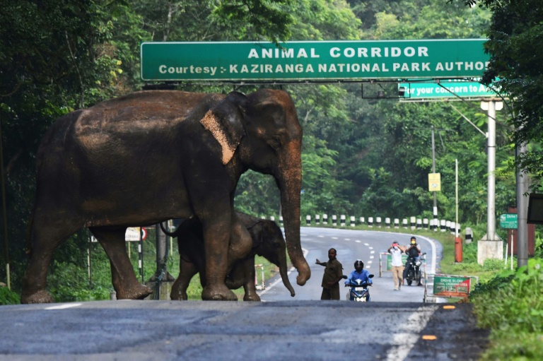Torrential rains unleash havoc in South Asia » Capital News