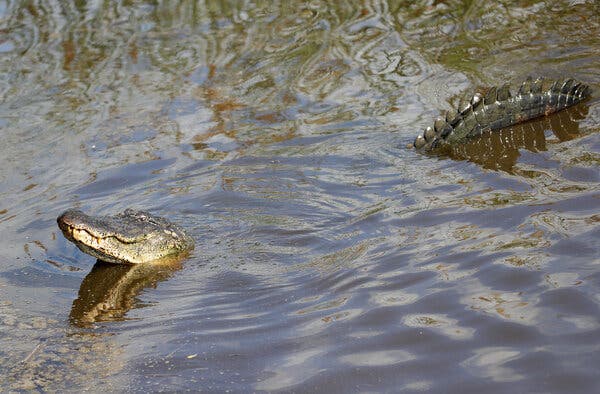 A man was apparently killed by an alligator on Monday in an area that flooded during Hurricane Ida.