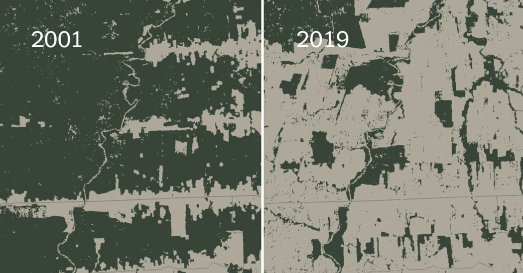 ‘Going in the Wrong Direction’: More Tropical Forest Loss in 2019