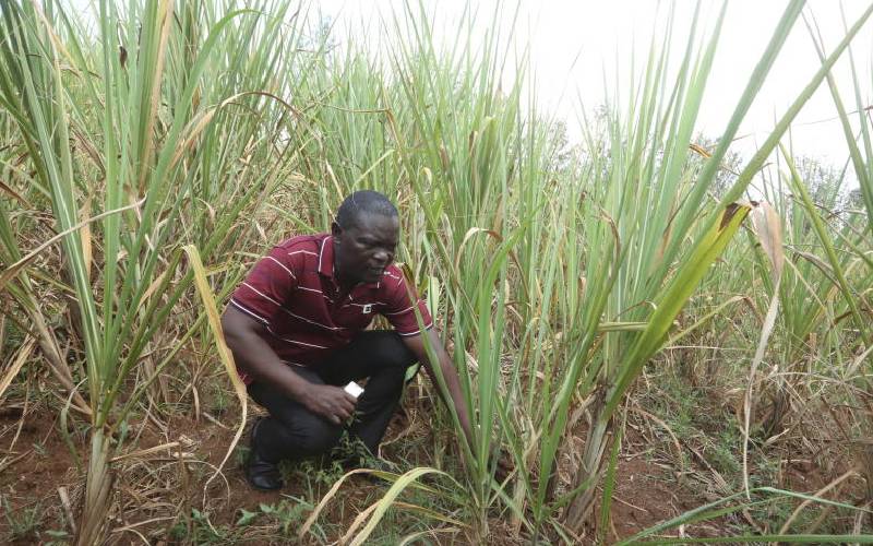How sugarcane mess turned farmers into bitter paupers