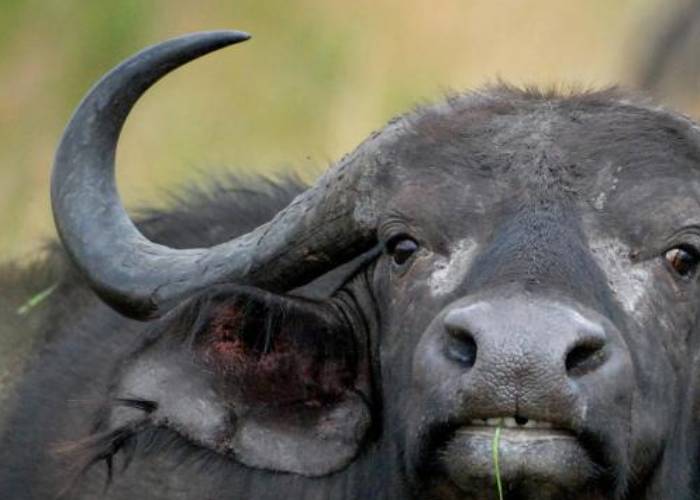 Man loses manhood in buffalo attack