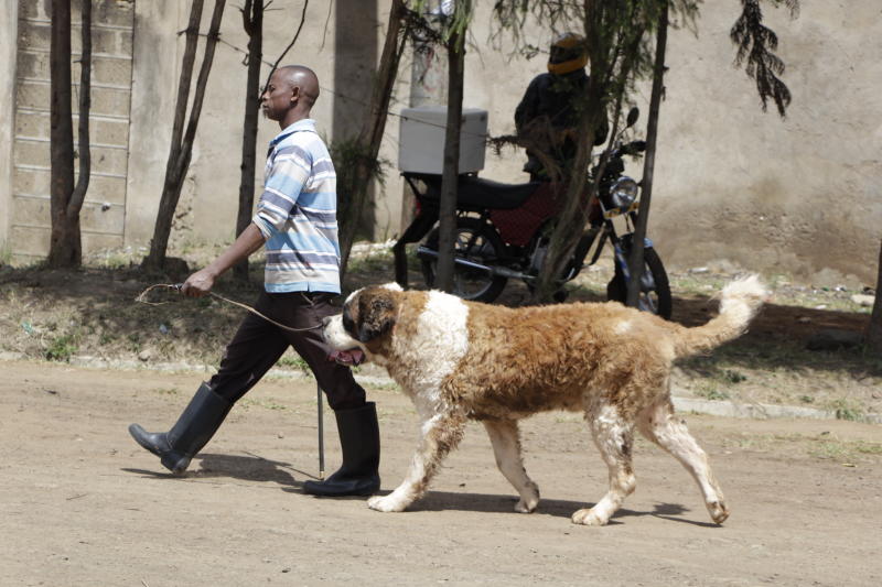 Dog walking becomes the newest hustle in town