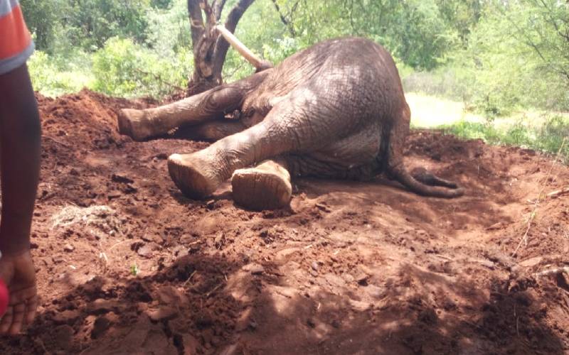 Elephant dies in Taita Taveta