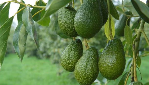 Kenya tightens avocado quality control to safeguard export market