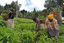 Tea directors polls hot up – Weekly Citizen