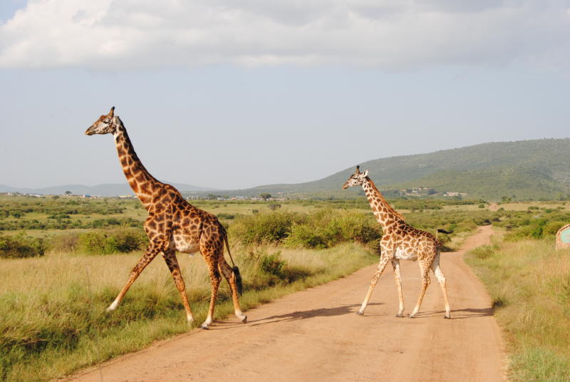 Local tourists boost industry earnings