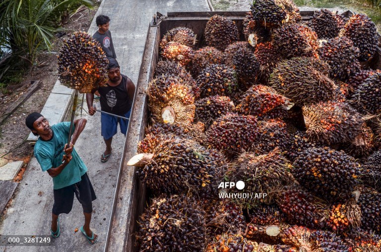 Indonesia's palm oil export ban heats up vegetable oil market