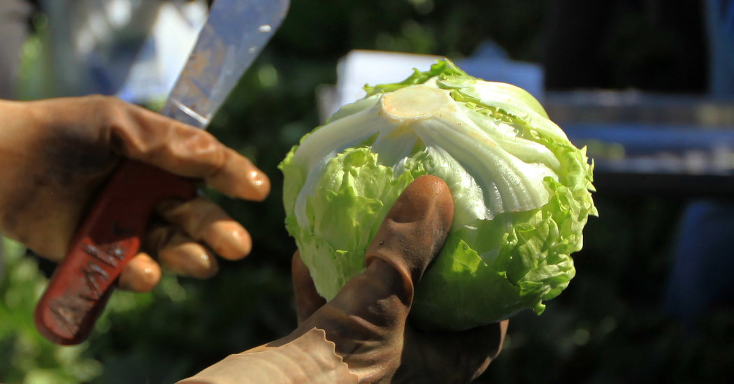 Bagged Salads Recalled After Hundreds Are Sickened in the Midwest