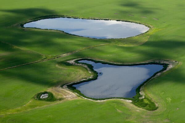 Prairie potholes, a type of ephemeral wetland, dot the landscape in North Dakota.