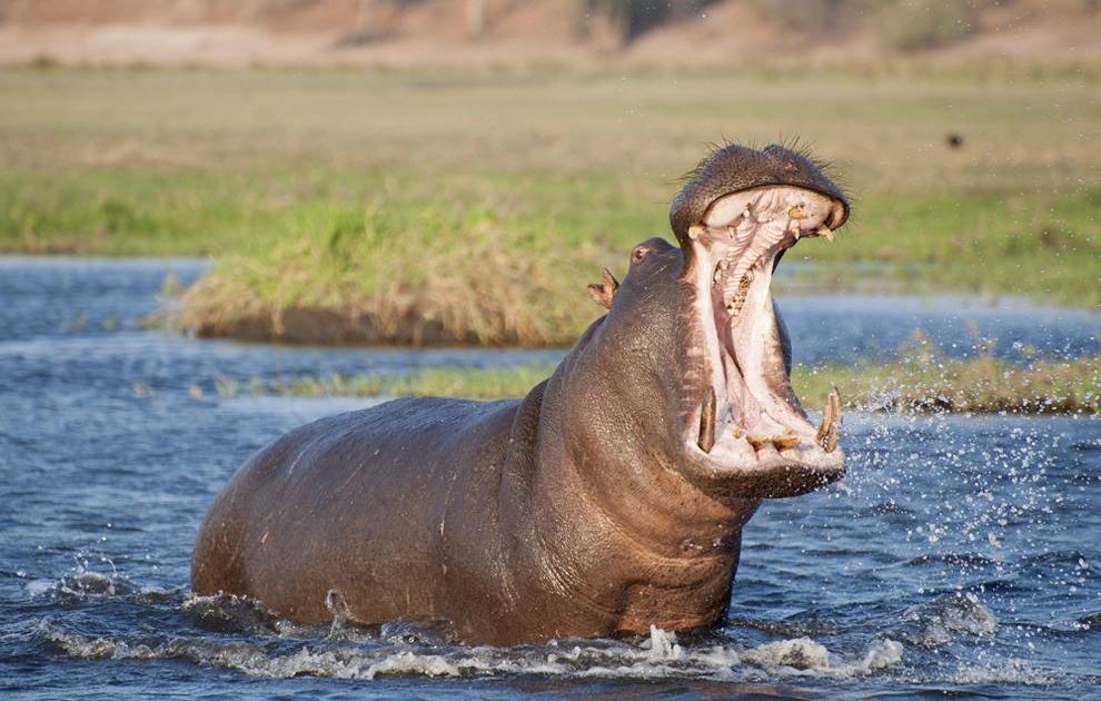 Marauding Hippos causing sleepless nights to residents – Kenya News Agency