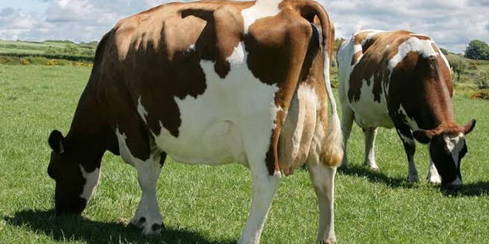 The Inspiring Story of an Extraordinary Ayrshire Cow Named Daisy