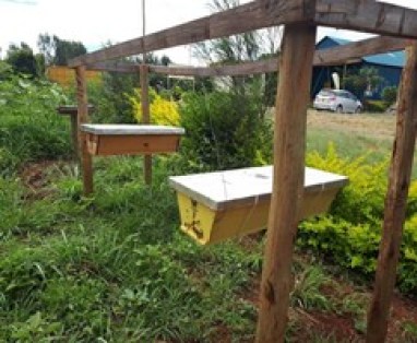 Kenya Top Ber hive - Bizna Kenya