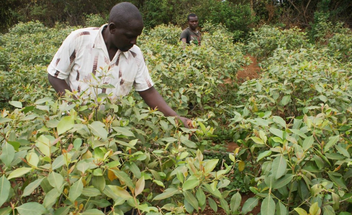 Kenya: Presidential Escort Officers Prohibited From Chewing Miraa and Muguka