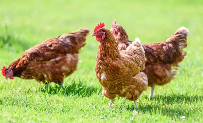 Carrefour Commits To Selling Cage-Free Eggs