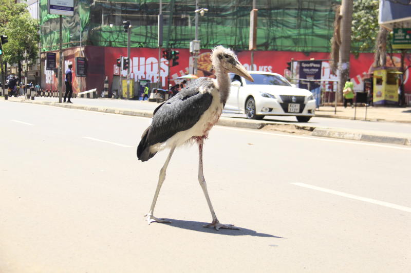 Nairobi Marabou Storks lose their home to Expressway