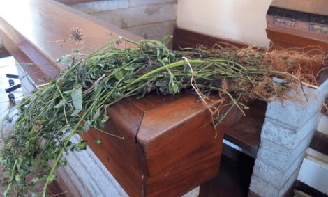 2 Women Jailed for Plucking Weeds at Rich Man's Farm
