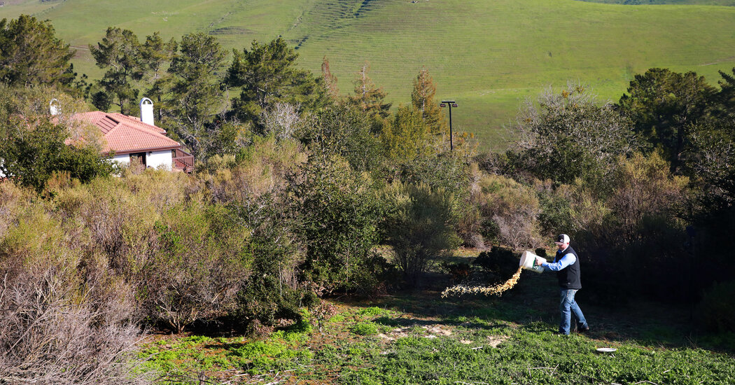 The Rampaging Pigs of the San Francisco Bay Area
