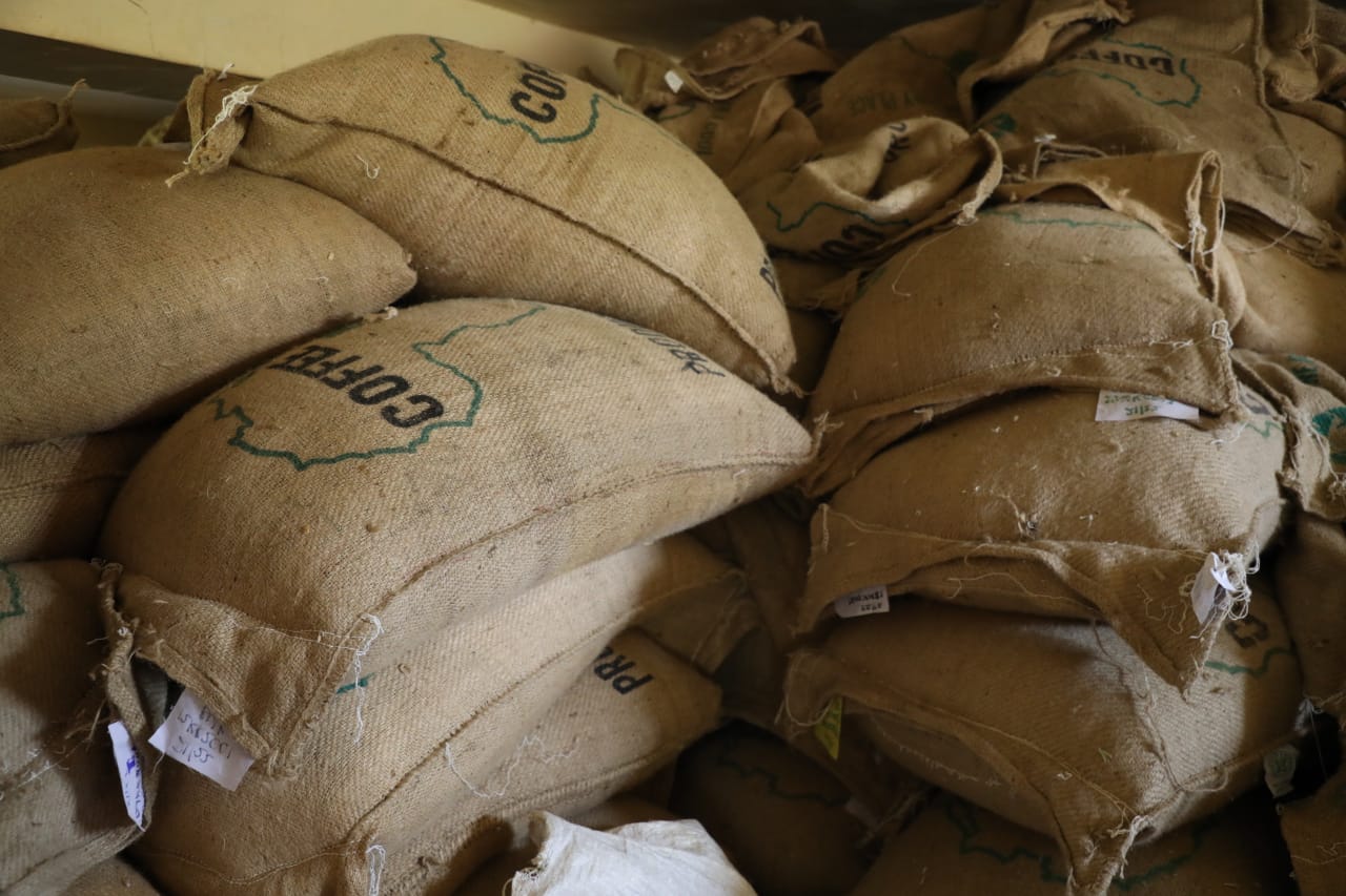 Small scale coffee farmers outsmart brokers to clinch lucrative export market