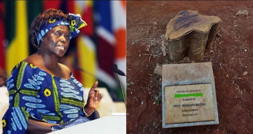 Wangari Maathai Tree Was Cut Down For A Good Reason