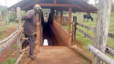 Cattle dip