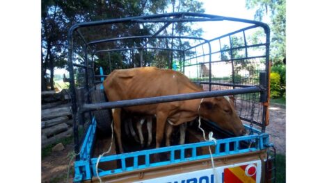 Kitale man gets back his dowry from in-laws after court order – Nairobi News