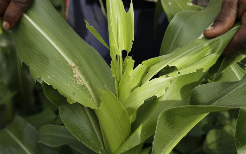 Experts tip farmers on how to deal with invasion of fall armyworms