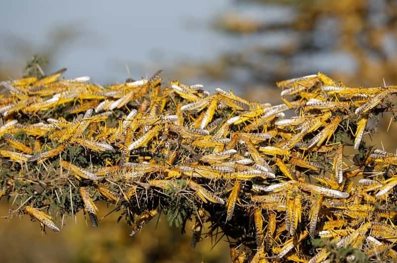 Kenya uses app in battle against desert locusts: The Standard