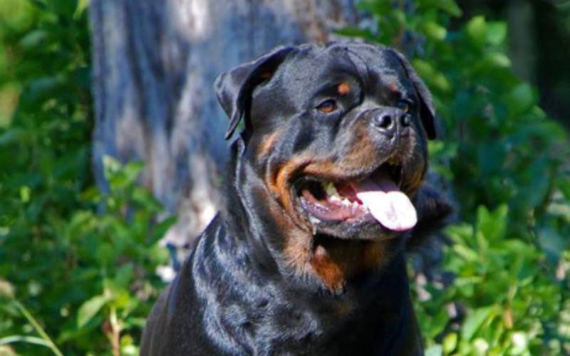 Dogs maul to death woman and her one-year-old child in Ugenya