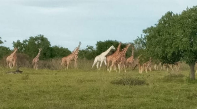 Rare white giraffe sighted at Garissa’s Ishaqbini Hirola Conservancy » Capital News