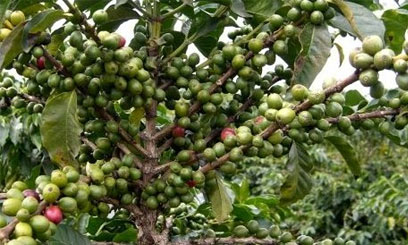 CMA licenses sixth coffee broker