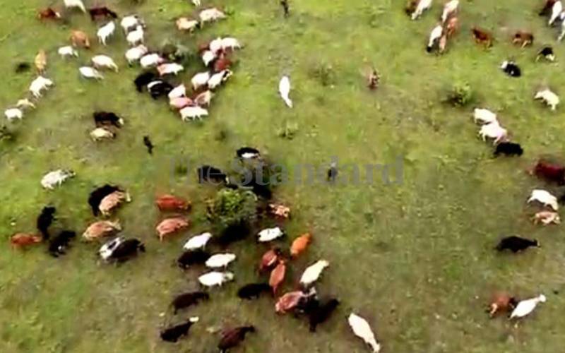 Laikipia ranchers still complain of invasion by herders, seek State intervention