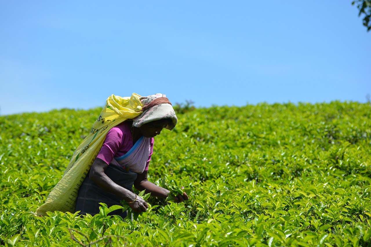 Tea prices remains even as volume grows