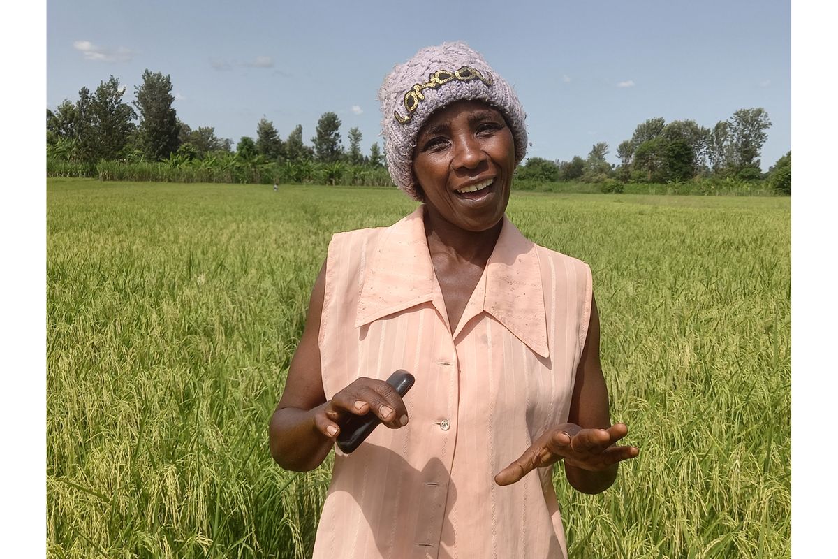 Former sand harvesters in Murang’a find better returns in rice