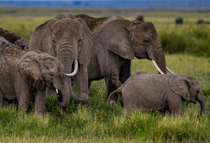 Synopsis of Kenyan Tourism in precedent Covid years & Expectations for the year 2022.